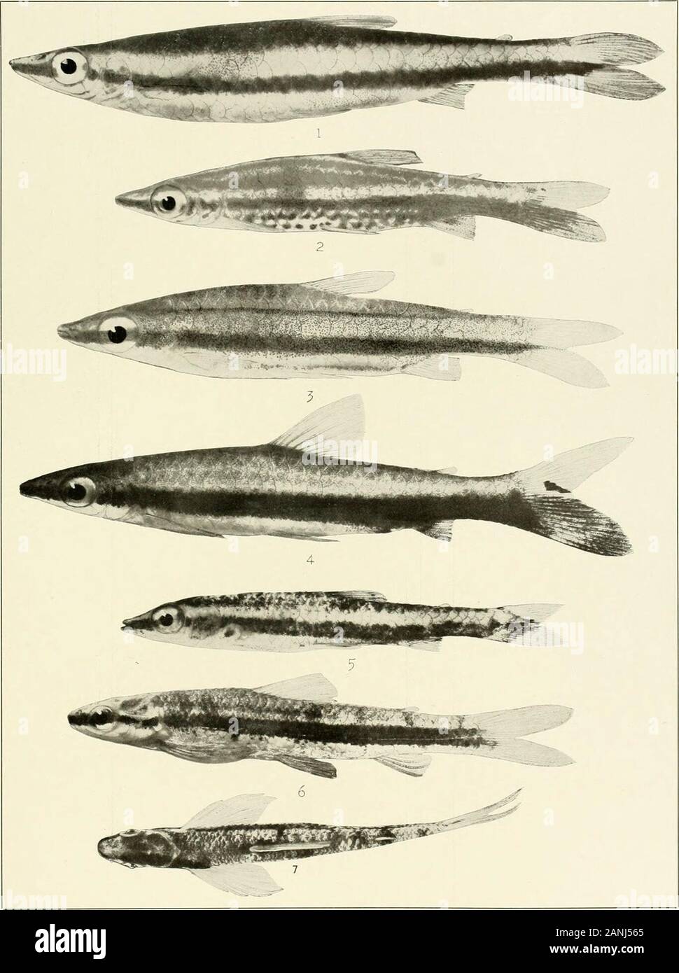 The freshwater fishes of British Guiana, including a study of the ecological grouping of species and the relation of the fauna of the plateau to that of the lowlands . 1. Parodon bifasciatus Eigenmann. (Type.) 104 mm. No. 192). 2. Hemiodus g/uadrimaculatus Pella-grin. 125 mm. No. 1930. 3. Hemiodus semitceniatus Kner. 79 mm. No. 1932. 4. Nannostomus margin- 1171. 5. Nannostomus minimus Eigenmann. (Type.) 21 mm. atus Eigenmann. (Type.) 26 mm. No.No. 1165. 6. Nannostomus simplex Eigenmann. (Type.) 25 mm. No. 1167 [emoirs Carnegie Museum, Vol. V. Plate XXXVII. 1. Pcecilobrycon harrisoni Eigenmann. Stock Photo