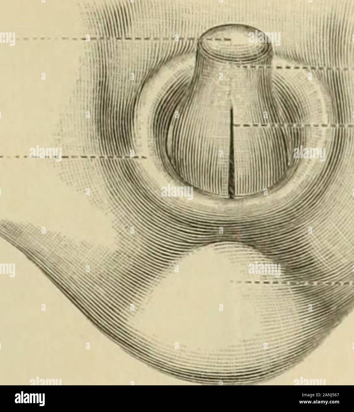 Real-Encyclopädie der gesammten Heilkunde; medicinisch-chirurgisches Handwörterbuch für praktische Ärzte . seren Genitalien beginnt in der 4. Woche derembryonalen Entwicklungsperiode. Um diese Zeit bildet sich am hinteren Leibes-ende eine einfache Oeffnung (Cloakenmündung), die vorerst die gemeinsame Aus-mündung des Darmes und der Harn- und Geschlechtsorgane repräsentirt. Dieselbestellt eine kurze weite Spalte mit ziemlich scharfen Rändern dar, deren längsterDurchmesser in der Längsaxe des Embryo liegt. Die weiteren Entwicklungsvorgänge der äusseren Genitalien werden inihren Hauptphasen durch Stock Photo