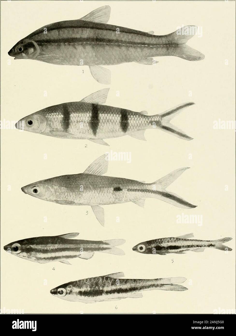 The freshwater fishes of British Guiana, including a study of the ecological grouping of species and the relation of the fauna of the plateau to that of the lowlands . ( 4 • **»»##• * * ?• • * * &lt;. I. Curimatus schomburgki GUnther. L46 mm. No. 2071a. 2. Prochilodus marvpicru Eigen-mann. (Type.) 282 mm. No. 2066. 3. Tylobronchus maculosus Eigenmann. (Type.) 113nun. No. 1923. 4. Chilodus punctatus Muller and Troschel. 77 nun. No. 1916. Memoirs Carnegie Museum, Vol. V. Plate XXXVI.. 1. Parodon bifasciatus Eigenmann. (Type.) 104 mm. No. 192). 2. Hemiodus g/uadrimaculatus Pella-grin. 125 mm. No. Stock Photo
