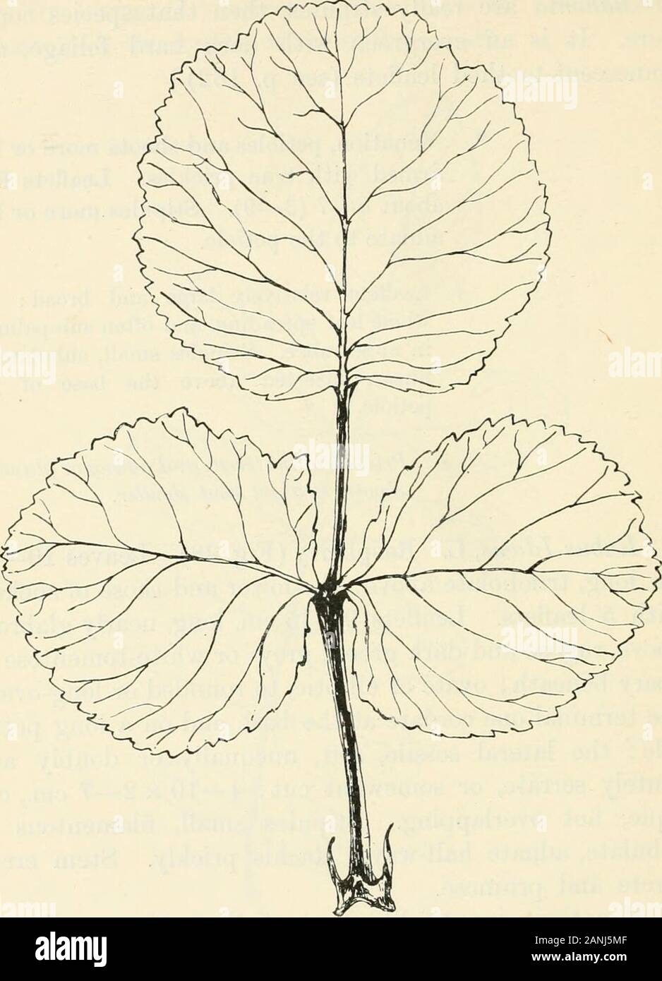 Trees; a handbook of forest-botany for the woodlands and the laboratory . the petiole. t Leaflets relatively large and broad; thewhole leaf spreading, and often sub-palmatein appearance. Stipules small, subulate orlinear, inserted above the base of thepetiole. © Prickles of the terete, and downy or glaucousshoots, straight and slender. Rabus Idceus, L. Raspberry (Fig. 38). Leaves 10—25cm. long, trifoliolate above; the lower and those of suckerswith 5 leaflets. Leaflets 9—15 cm. long, nearly glabrousabove, rugose and dark green; grey- or white-tomentose orhoary beneath; ovate or elliptic, to ro Stock Photo