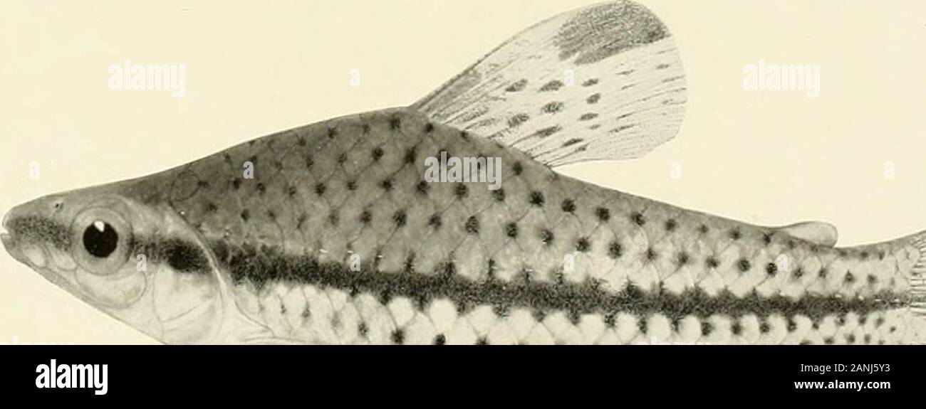 The freshwater fishes of British Guiana, including a study of the ecological grouping of species and the relation of the fauna of the plateau to that of the lowlands . ( 4 • **»»##• * * ?• • * * &lt;. I. Curimatus schomburgki GUnther. L46 mm. No. 2071a. 2. Prochilodus marvpicru Eigen-mann. (Type.) 282 mm. No. 2066. 3. Tylobronchus maculosus Eigenmann. (Type.) 113nun. No. 1923. 4. Chilodus punctatus Muller and Troschel. 77 nun. No. 1916. Memoirs Carnegie Museum, Vol. V. Plate XXXVI. Stock Photo