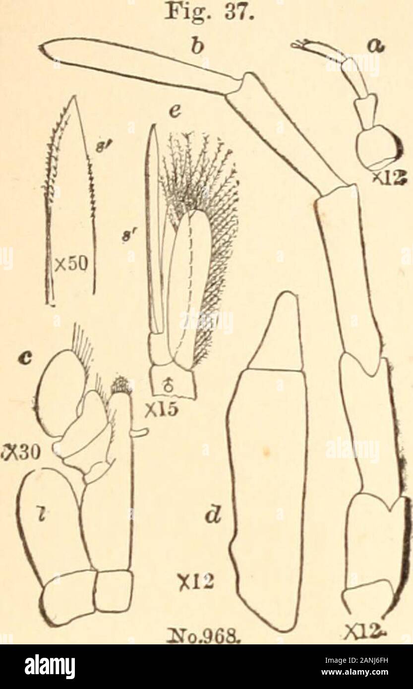 Report on the marine Isopoda of New England and adjacent waters . er or firstpair; c, mandible, showing molar process, m, and dentigerous lamella,d, all enlarged thirty diameters. 41.—The same; a, maxilliped, showing, I, external lamella; m, basal segment,and 1,2,3,4, segments of palpus, enlarged thirty diameters; 6, pleopodof the second pair from a male, enlarged fifteen diameters; s, stylet, ar-ticulated near the base of the inner lamella; s, distal end of stylet,enlarged fifty diameters. 42.—Epelys trilobus Smith (p. 358); dorsal view, enlarged ten diameters;natural size indicated by the li Stock Photo