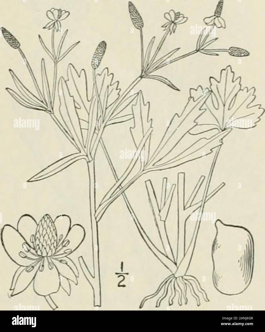 An illustrated flora of the northern United States, Canada and the British possessions : from Newfoundland to the parallel of the southern boundary of Virginia and from the Atlantic Ocean westward to the 102nd meridian; 2nd ed. . 19. Ranunculus sceleratus L. Celery-leaved Crowfoot. Fig. 1913. Ranunculus scclcralus L. Sp. PI. 551. 1753./?. cremogenes Greene, Erythea 4: 121, 1896. Stout, glabrous, or nearly so, 6-2 high,freely branching, stem hollow, sometimes lithick. Basal leaves thick, 3-5-lobed, on longand broad petioles, the blade i-2 broad, reiii-form or cordate, those of the stem petiolcd Stock Photo