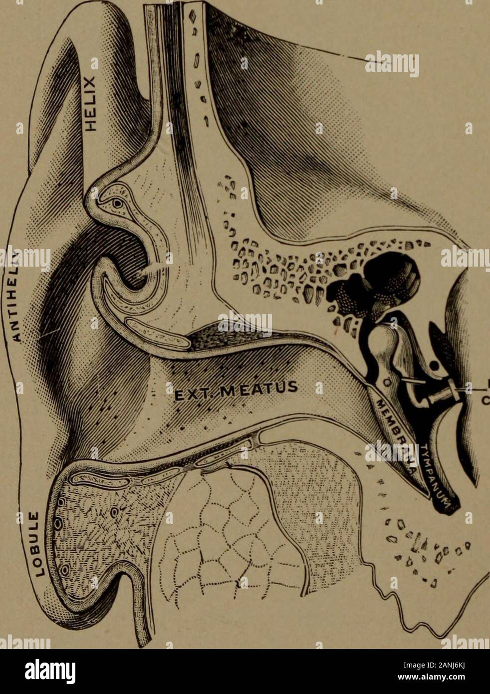 A manual of otology for students and practitioners . Int. carat, a Membrana  / • tympani / Cartilage of the cxt.ouditory meatus Fig. 2.—Horizontal  section of the external auditory meatus and tym-panum. (