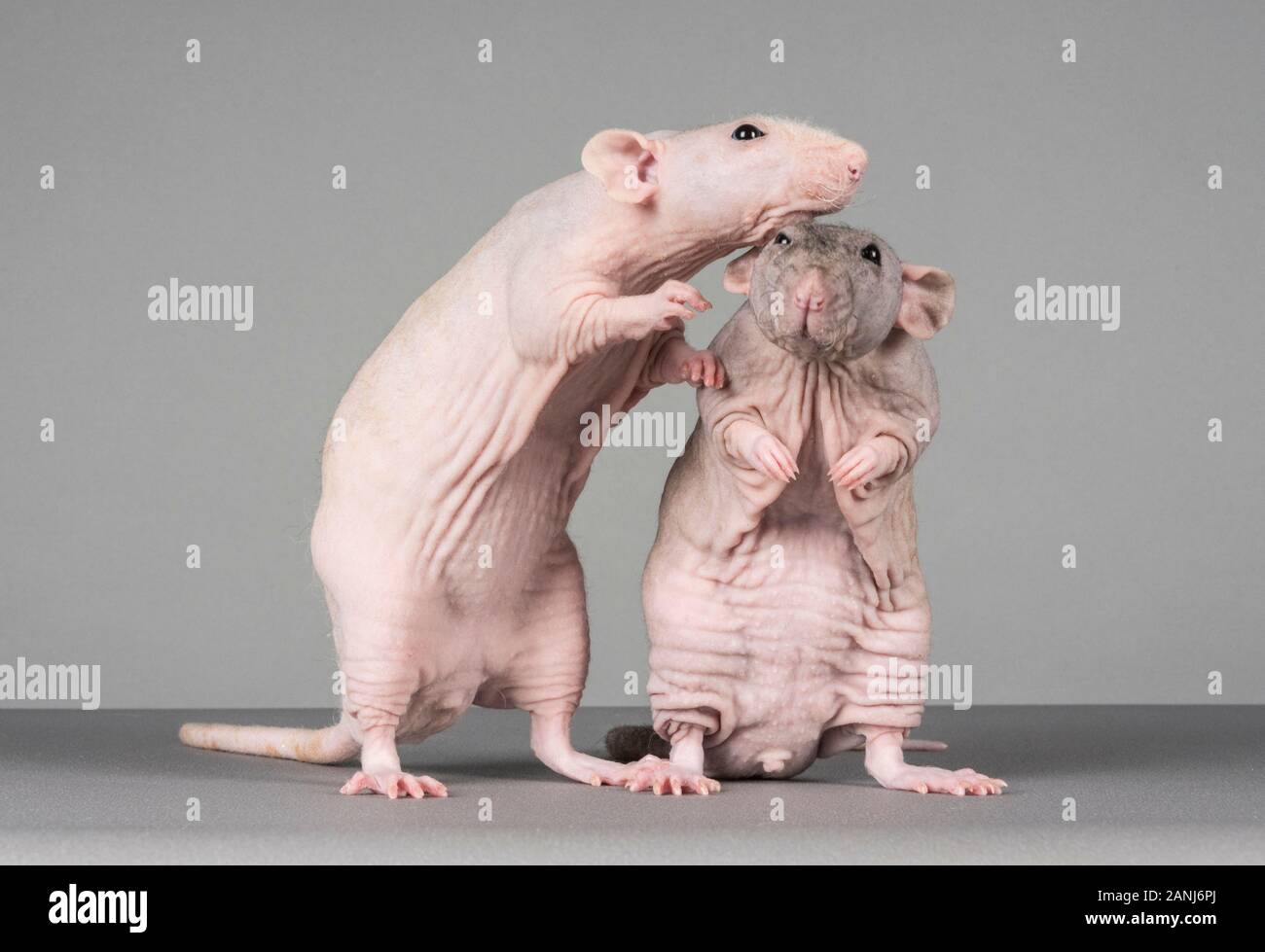 Funny rats hi-res stock photography and images - Alamy