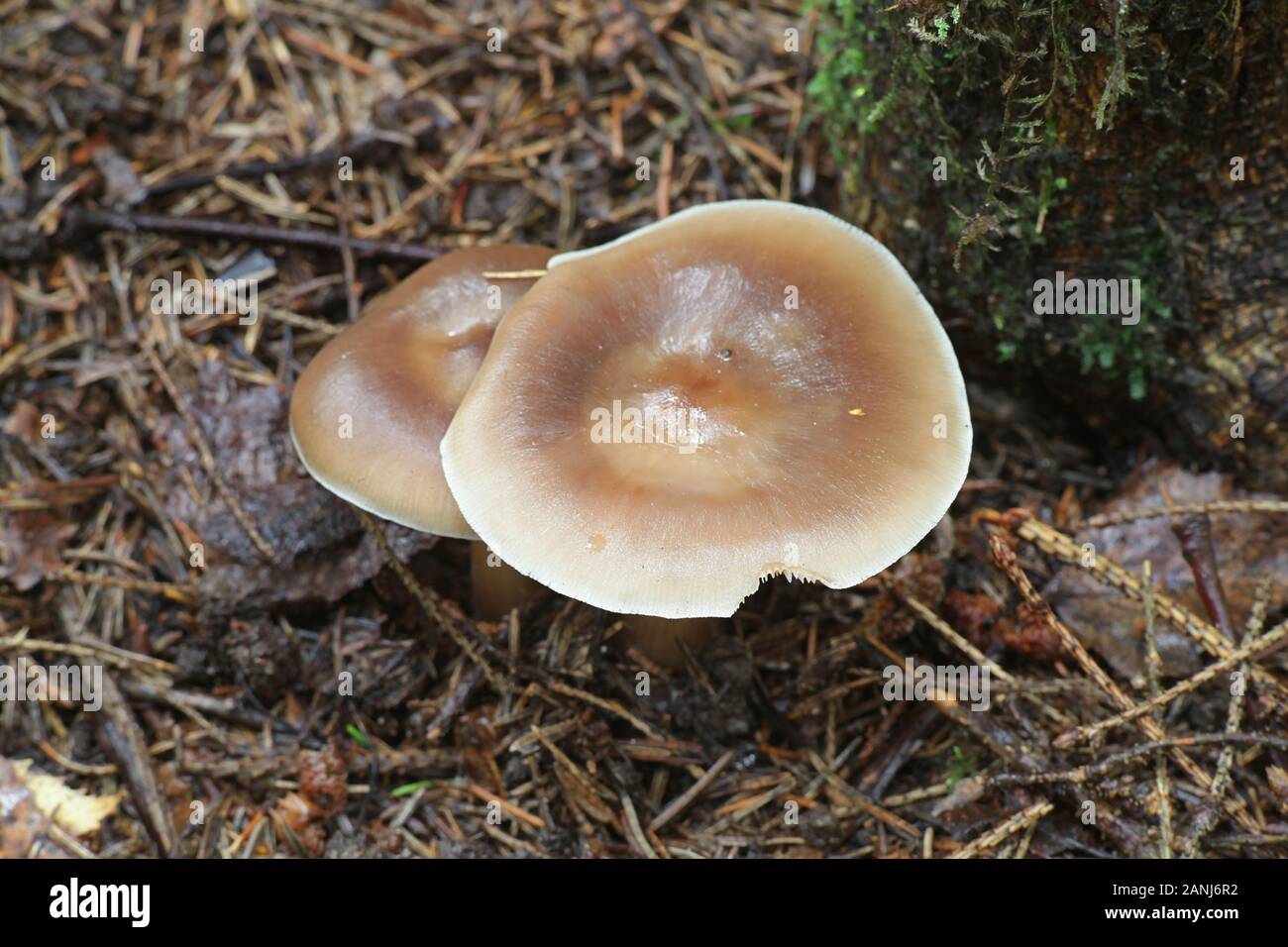 Rhodocollybia asema (Rhodocollybia butyracea f. asema), known as butter cap, wild mushroom from