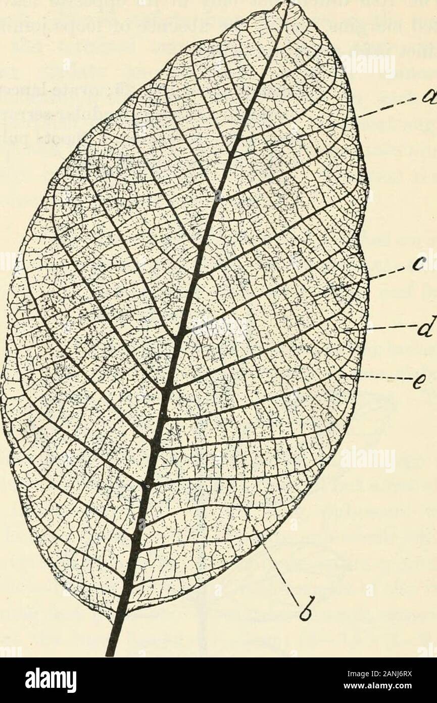 Trees; a handbook of forest-botany for the woodlands and the laboratory . Fig. 35. Walnut, Juglans regia, p. 102 (D). LI—2 164 TREE OF HEAVEN ..&. Fig. 36. Leaflet of Walnut, Juglans regia. Venation pinnate-looped.a midrib; b secondary; c tertiary, forming cross-tie; d shows the forwardlooping ; e terminals, p. 162 (Ett). Ailanihus glandulosa, Desf. Ailanthus, Tree of Heaven.Large tree, with the leaves sometimes enormous, up to50—80 cm. long. The latter come out late, and are redwhen young: they fall with the first frosts, the leaflets FALSE ACACIA 165 turning red and brown, and often leaving Stock Photo