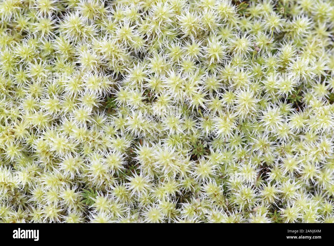 Racomitrium ericoides, known as long fringe-moss or elongate racomitrium moss Stock Photo