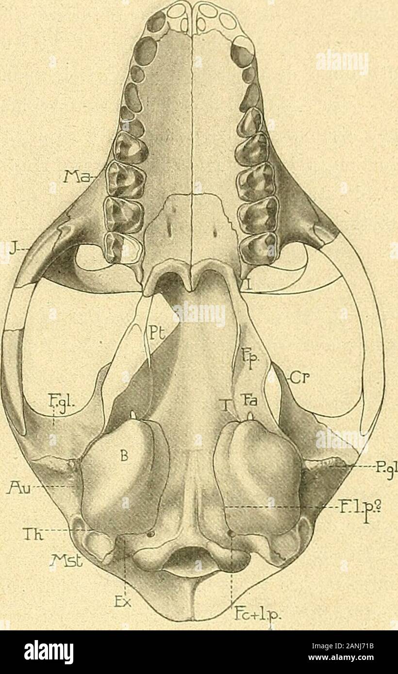Die Säugetiere des schweizerischen Eocaens critischer Catalog der