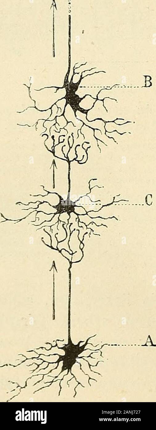 Traité d'anatomie humaine . es allant de lun à lautre,mais parce que le prolongement cylindraxile de lunentre en contact, par ses fibrilles terminales, avec lesprolongements protoplasmiques de lautre. Cest auniveau de ce contact, ou mieux de cette articulation (lemot est employé aujourdhui par bon nombre dhisto-logistes), que lébranlement nerveux passe dun neu-rone à lautre, tantôt sans se modifier, tantôt enchangeant de nature : cest à ce niveau notamment quese i^roduit la transformation dune impression périphé-rique en incitation motrice, transformation qui cons-titue le mouvement réflexe. P Stock Photo