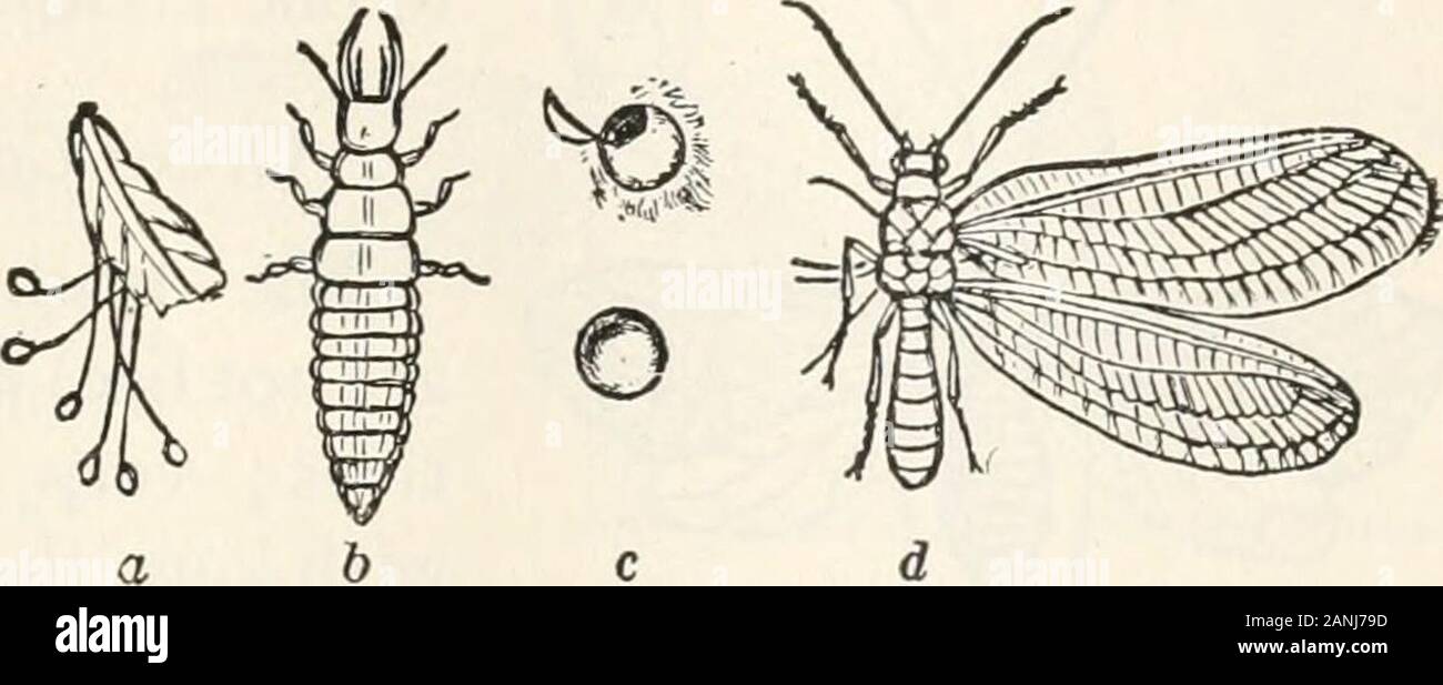 Zöology; a textbook for colleges and universities . From Bulletin 67, U. 5. National MuseumFIG. 83. A dragon fly (Plathemis). PHYLUM ARTHROPOD A 271 Order Neuroptera A quite miscellaneous assemblage of insects, having Lace-wingthe veining of the wings more or less netlike, including ant iionsthe lace-wingfly (Chrysopa)and the. antlion. In mostcases thelarvae are ter-restrial, butthe Dobsonflies and theirrelatives, often placed in a distinct order, have aquatic larvae. Order Isoptera The so-called white ants, which are not ants, while Termitessome of them are black. They are strictly terrestria Stock Photo