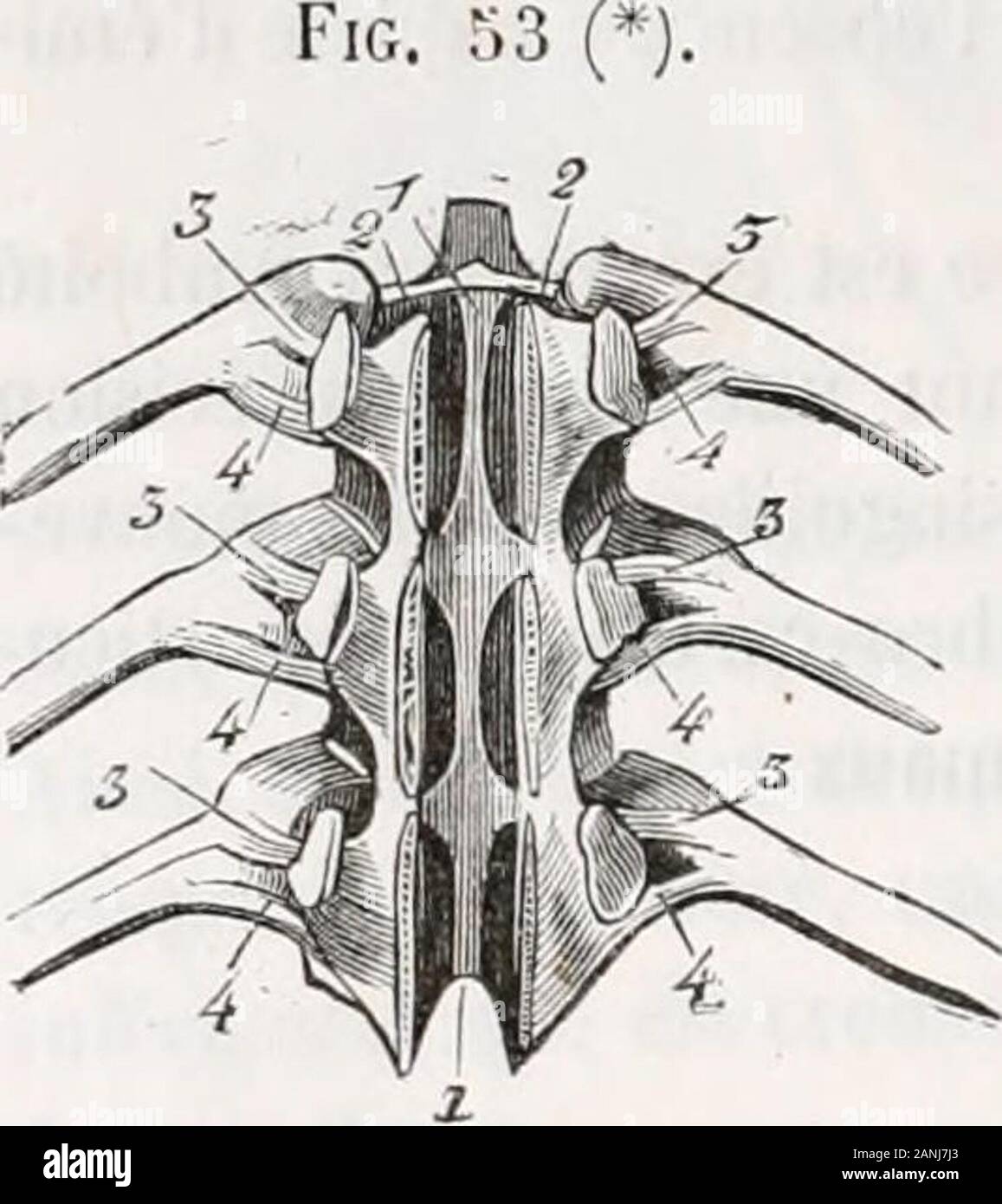 Traité d'anatomie comparée des animaux domestiques . érieur [^^. 5h, 2, 3, k),aplati de dessus en dessous, mince et rayonné, formé de trois faisceaux, qui sefixent en commun sur la face inférieure de la tète de la côte, et se portent, en diverfgéant, sur le corps des deux vertèbres et le disque inter-vertébral. Ta[)issé en hau-par les membranes synoviales, ce ligament est recouvert en bas par la plèvre. Synoviales. —On en compte deux, distinguées en antérieure et en postérieure,adossées lune contre lautre, et séparées en partie par le ligament inter-articulaire,quelles revêlent. Soutenues en Stock Photo