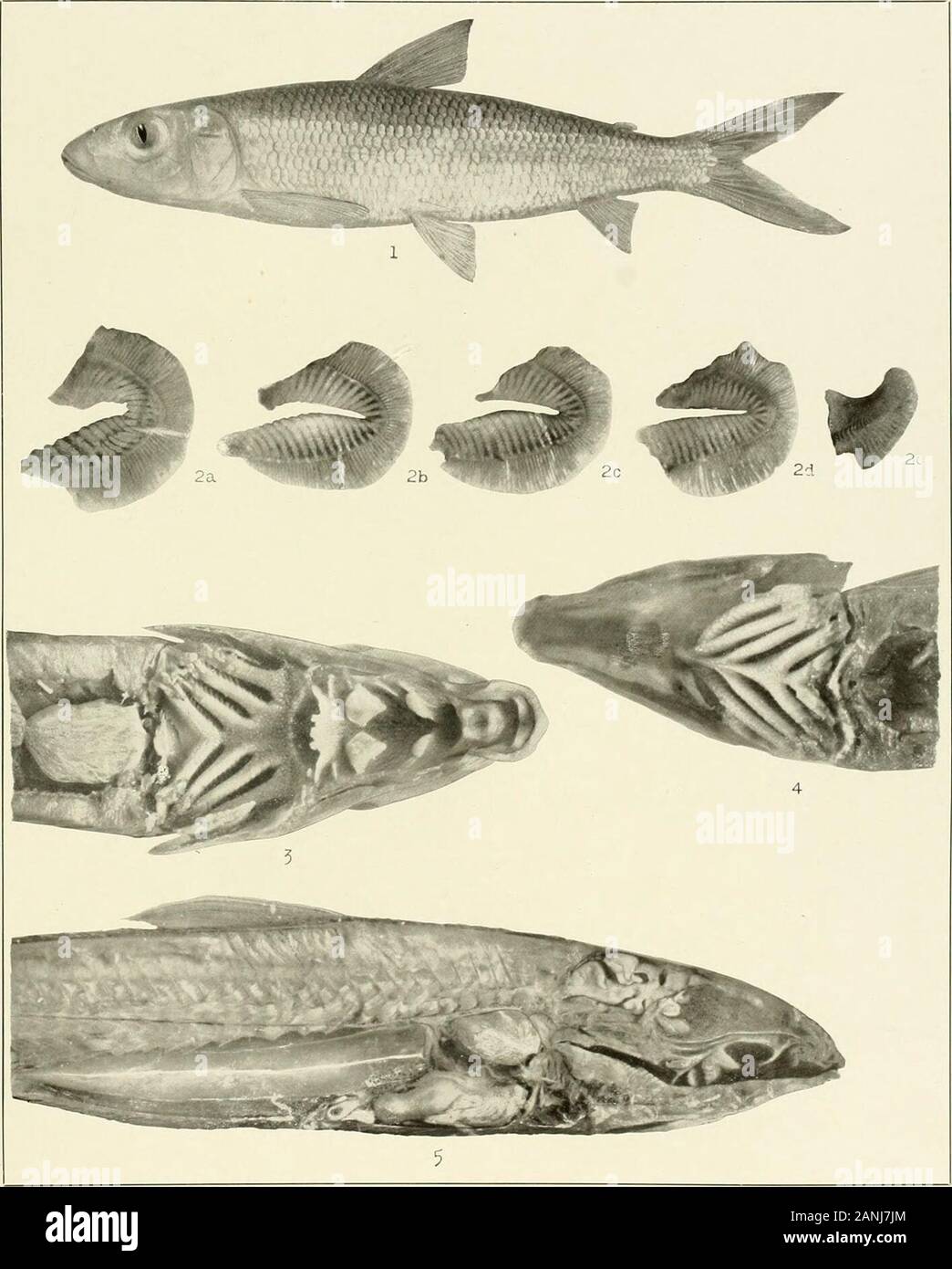 The freshwater fishes of British Guiana, including a study of the ecological grouping of species and the relation of the fauna of the plateau to that of the lowlands . 1. Loricariichthys microdot! Eigenmann. (Type.) 44 nun. to anus. No. 1507. 2. LoricariichthysgriseusEigenmann. (Type.) 731 mm. entire length. No. 1504. 3. Farlowellahargreavesi Eigenmann.(Type.) 170 mm. entire length. (Georgetown Museum.) Memoirs Carnegie Museum, Vol. V. Plate XXXlll.. 1. Bivibranchia protractila Eigenmann. (Type.) 115 mm. No. 1873. 2a-2e. Gills of left side, begin-ning with the first at 2a. 3. Roof of mouth and Stock Photo