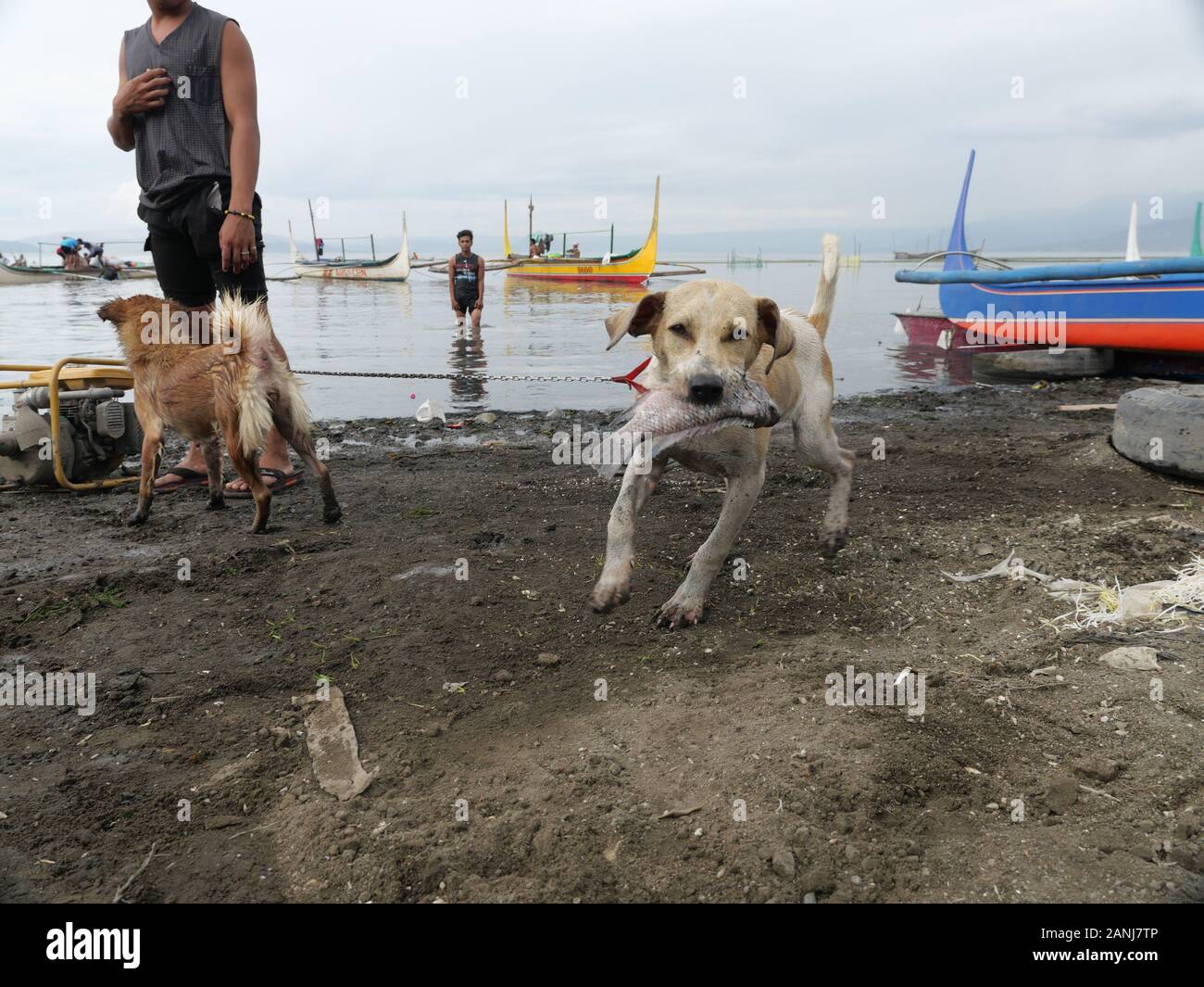 what happens if a dog eats a dead fish