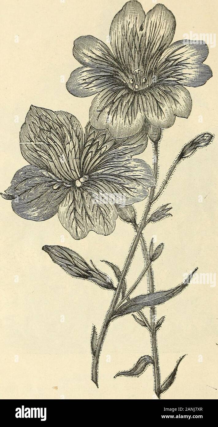 Vick's illustrated catalogue and floral guide for 1868 . et in height. Their beautiful spikes of gay flowers areproduced in the greatest profusion. Must be treated as tender annuals, and plants shouldget a good start in the hot-bed, and not be planted out before the weather is warm. Verylittle success must be expected from sowing seed in the open ground. They make finefall and winter ornaments for the house or conservatory. Two to three feet in height. Salvia Rcemeriana, scarlet; beautiful, 10 punicea nana, scarlet; dwarf; splendid ; new; tender; 18 inches, *..... 10 coccinea, scarlet; small, Stock Photo