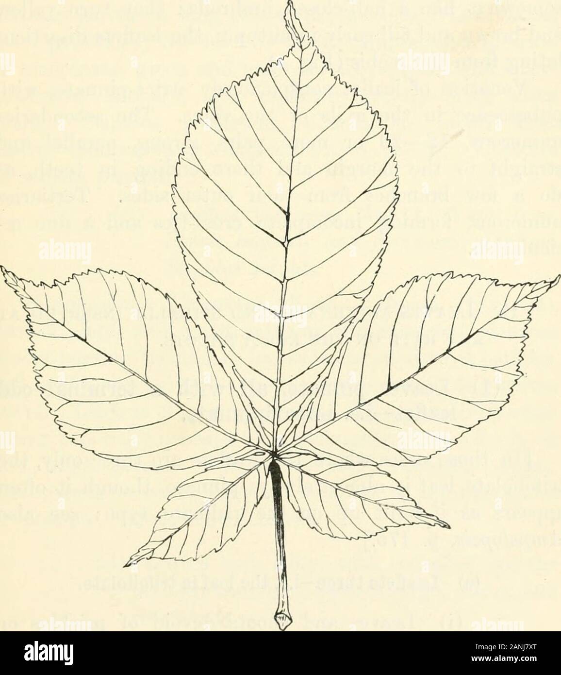 Trees; a handbook of forest-botany for the woodlands and the laboratory . Fig. 32. Leaflet of Ash, Fraxima excelsior, p. 154 (Ett). HORSE-CHESTNUT 157 (2) Leaves palmately compound, digitate, ex-stipulate. jEsculus Hippocastanum, L. Horse-chestnut (Fig. 33).Large tree with stout shoots, and large digitate leaveson a long petiole with broad insertions and prominent. Fig. 33. Horse-chestnut, Msculut Hippocastanum, p. 157 (D). pulvinus ; exstipulate. Leaflets 7 (or rarely 5), large, thin,6—12 cm. or more long (8—20 x 4—10 cm.), obovate- 158 HORSE-CHESTNUT lanceolate, or cuneate-obovate, tapering Stock Photo