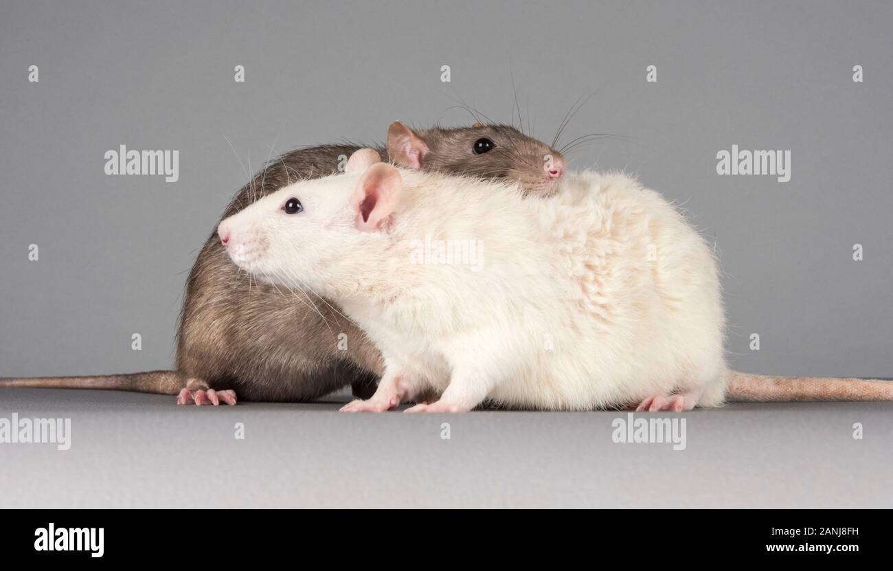 Rats hi-res stock photography and images - Alamy