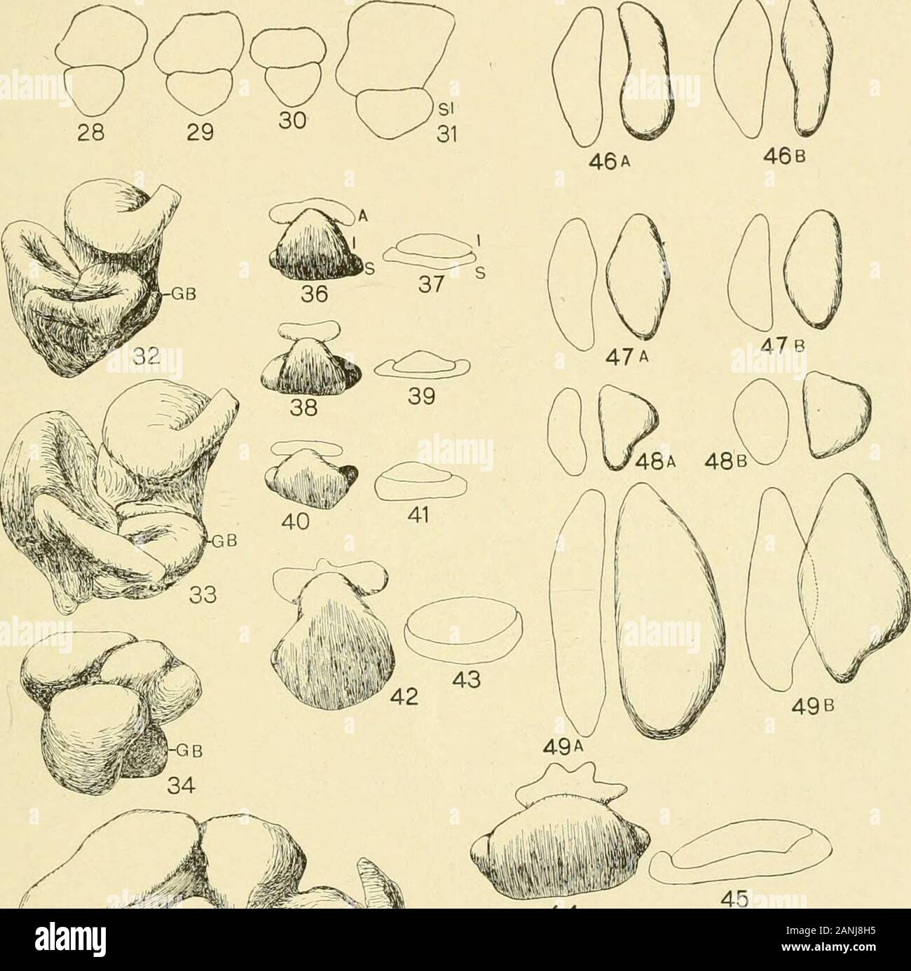 The Journal of experimental zoology . live: Tot., 72 mm., B.,25 mm.; fixed: Tot., 68 mm., B., 24.5 mm. Thymus, X 28. Two views of each gland to show the three dimensions. 46 A and B Thyroidless larva. 5/2 to 6/1/18. Alive: Tot., 41 mm., B.,18 mm.; fixed: Tot., 41 mm., B., 17 mm. 47 A and B Control larva. 4/30 to 6/4/18. Alive: Tot , 43 mm , B., 18.;fixed: Tot., 40 mm., B., 17 mm. 48 A and B Control frog (same as fig. 40). 49 A and B Thyroidless larva (same as fig. 35). Epithelioid (parathyroid) bodies, X 40.8. Ventral view of the two pairs fromeach animal 50 Control larva (same as fig. 29). 51 Stock Photo