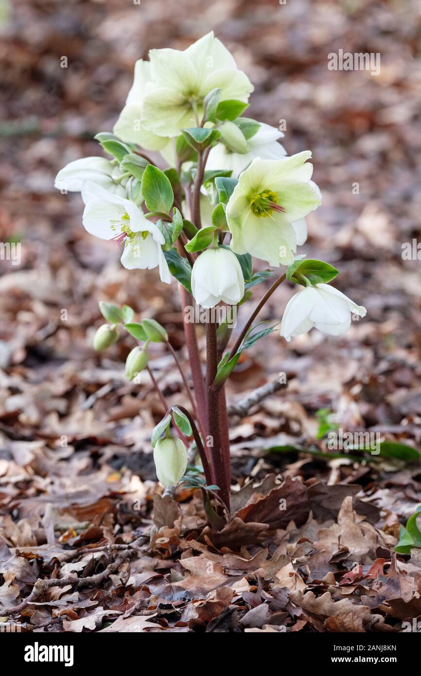 Early flowering white flowers of Helleborus HGC Ice n' Roses 'White', Helleborus COSEH 4500 plants surrounded by leaf litter Stock Photo