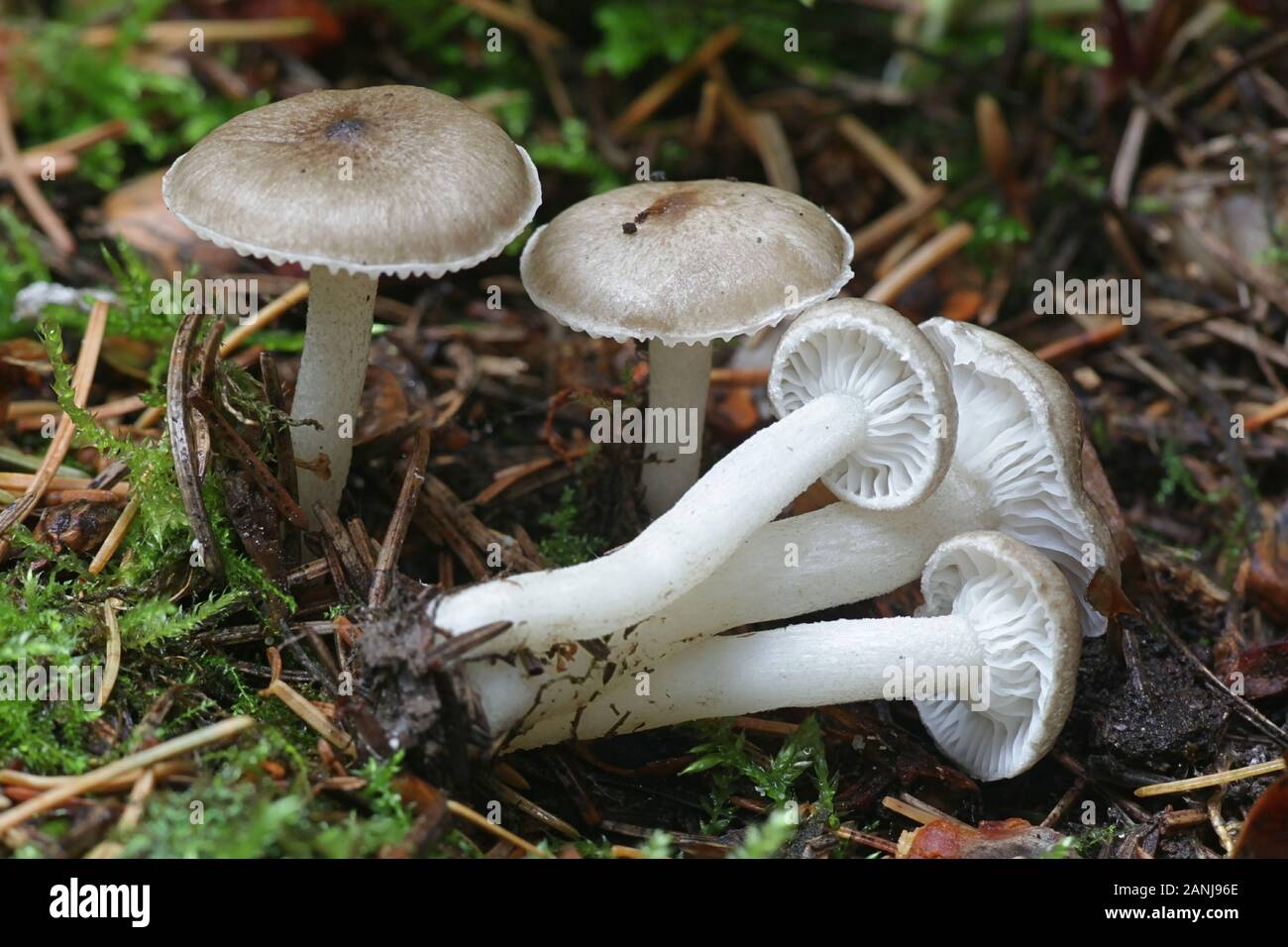 Hygrophorus pustulatus, a grey woodwax mushroom from Finland Stock Photo