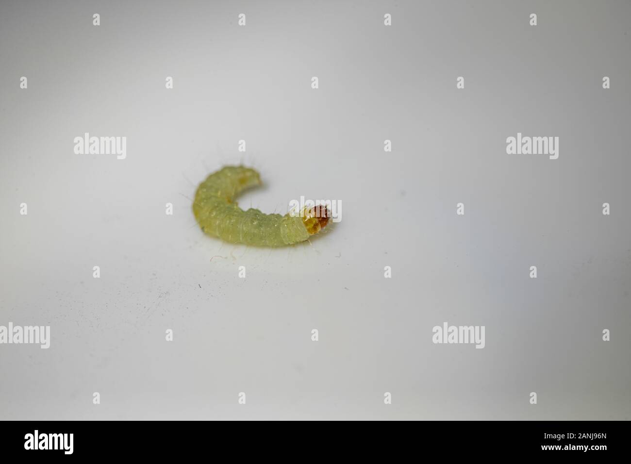 Pantry Moth Stock Photos Pantry Moth Stock Images Alamy