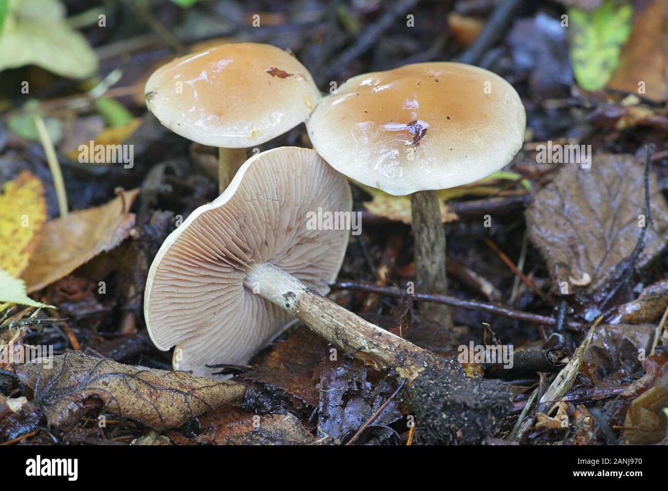 Hebeloma crustuliniforme, known as poison pie or fairy cakes, poisonous mushrooms from Finland Stock Photo