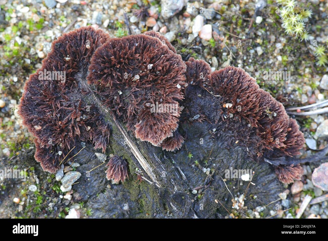 Thelephora terrestris, known as the Earthfan fungus, wild mushrooms from Finland Stock Photo