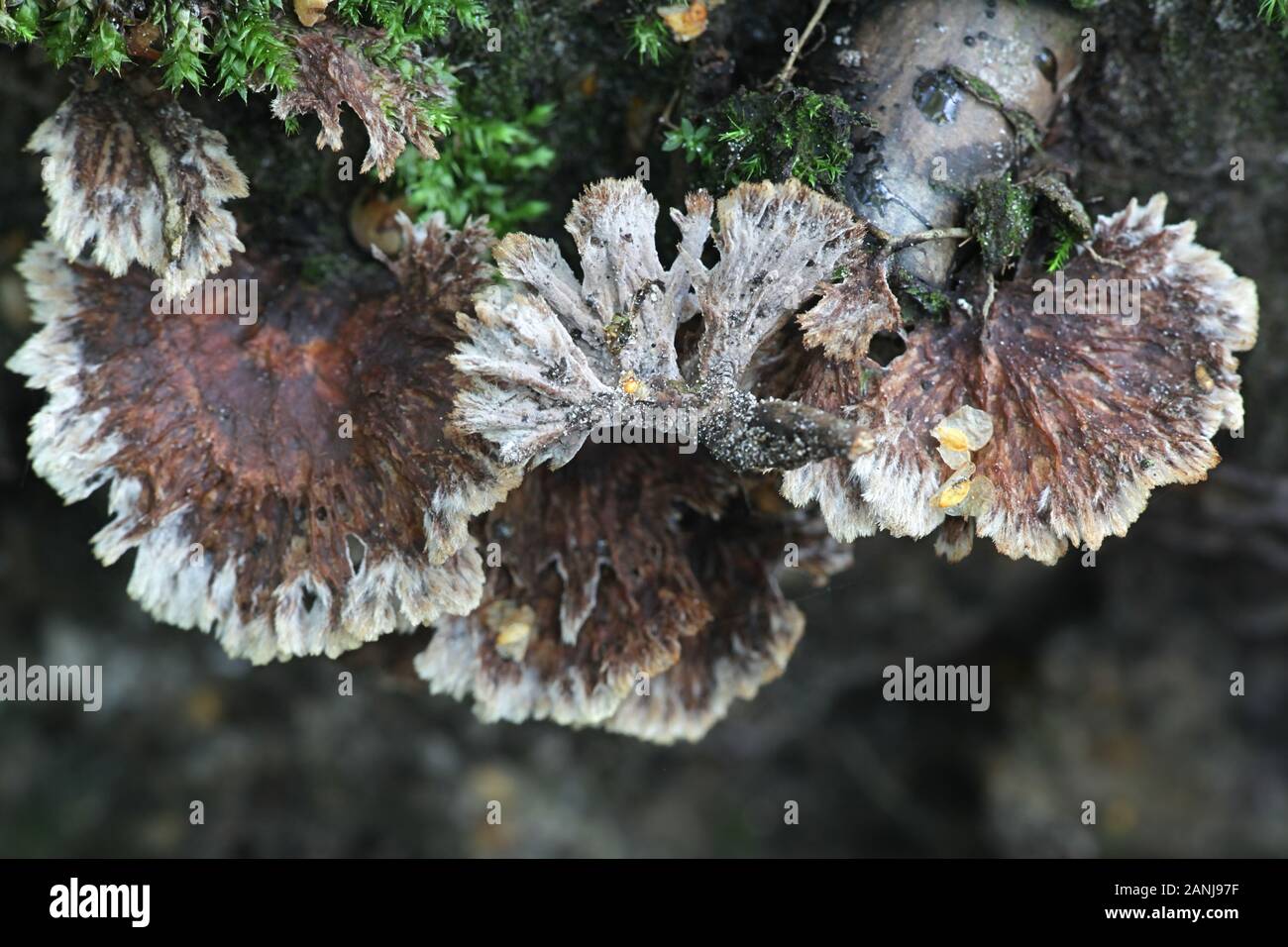 Thelephora terrestris, known as the Earthfan fungus, mushrooms from Finland Stock Photo