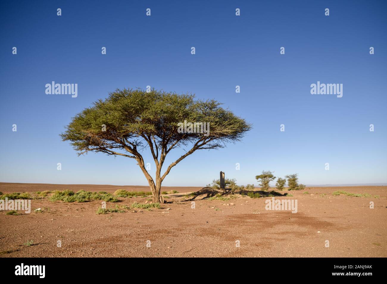 tree in Sahara desert in Morocco near Mhamid Stock Photo