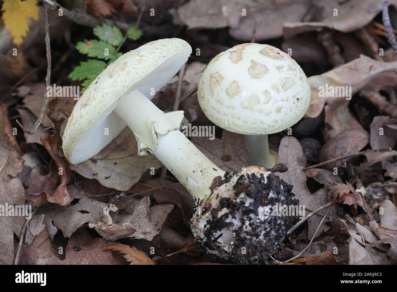 Amanita citrina, known as the false death cap or Citron Amanita, poisonous mushrooms from Finland Stock Photo