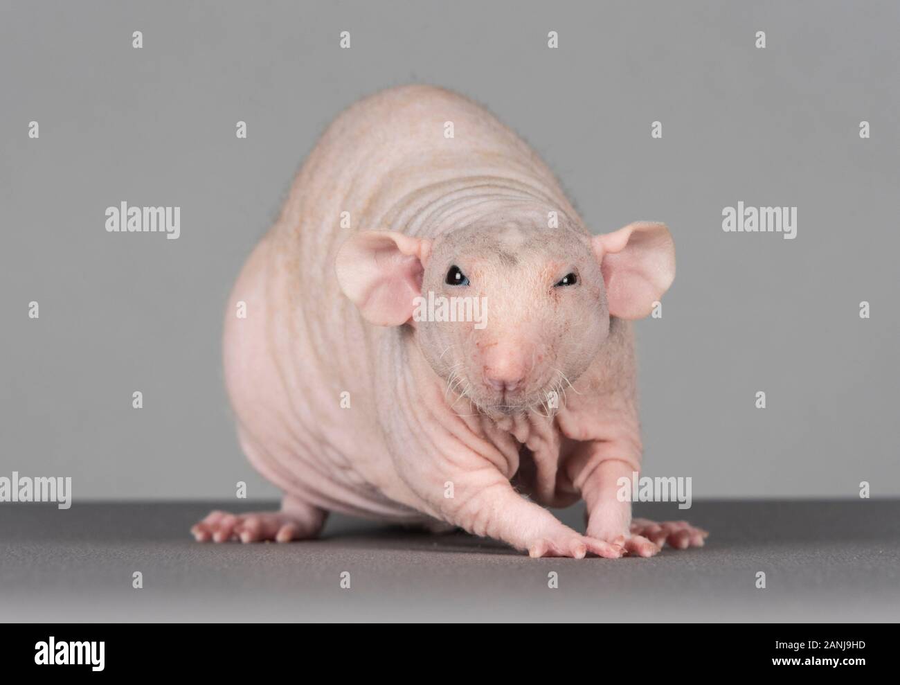 Hairless rat, Sphynx rat or bald pet rat, UK. Stock Photo