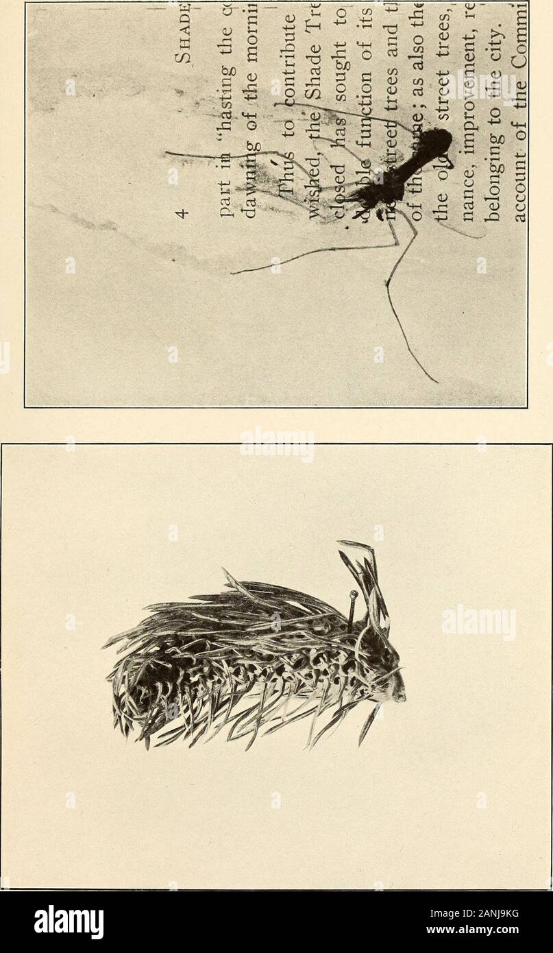 Annual report . Ash psylla PLATE 17 137 1 Gall of Chermes cooleyi Gill, on blue spruce, natural size 2 A portion of a printed page showing a crane fly which had been pressedinto the paper in the calendering process. Natural size 138. PLATE 18 139 Chermes piceae Ratz.i Ventral aspect of female, x 352 Posterior extremity showing ovipositor, x 200 140 Plate i8 Stock Photo