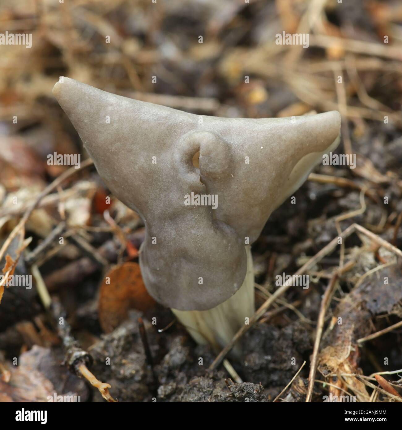 Helvella lacunosa, known as the slate grey saddle or fluted black elfin saddle, wild mushrooms from Finland Stock Photo