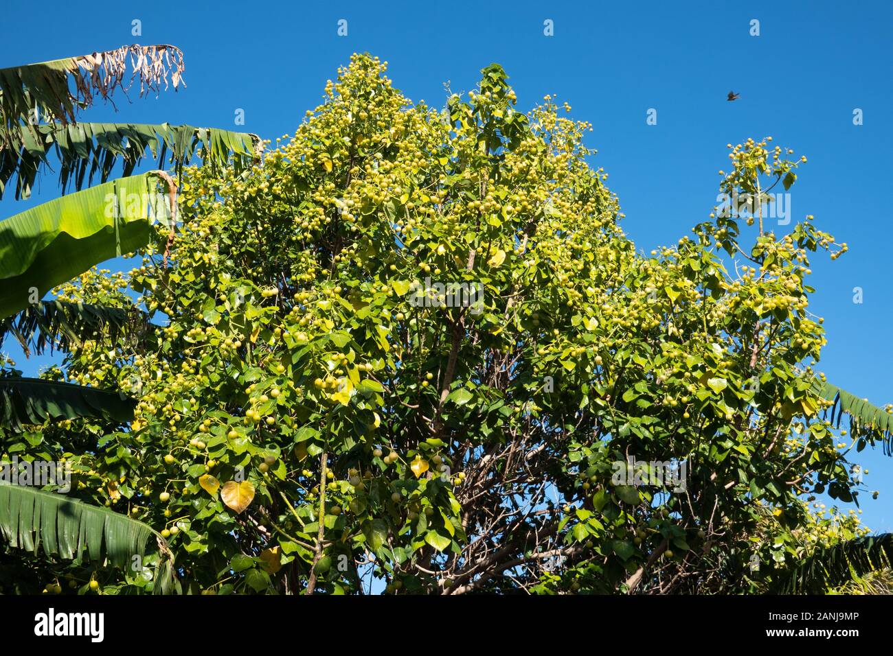 Hernandia Nymphaeifolia - Lantern tree with fruits on the branches Stock Photo