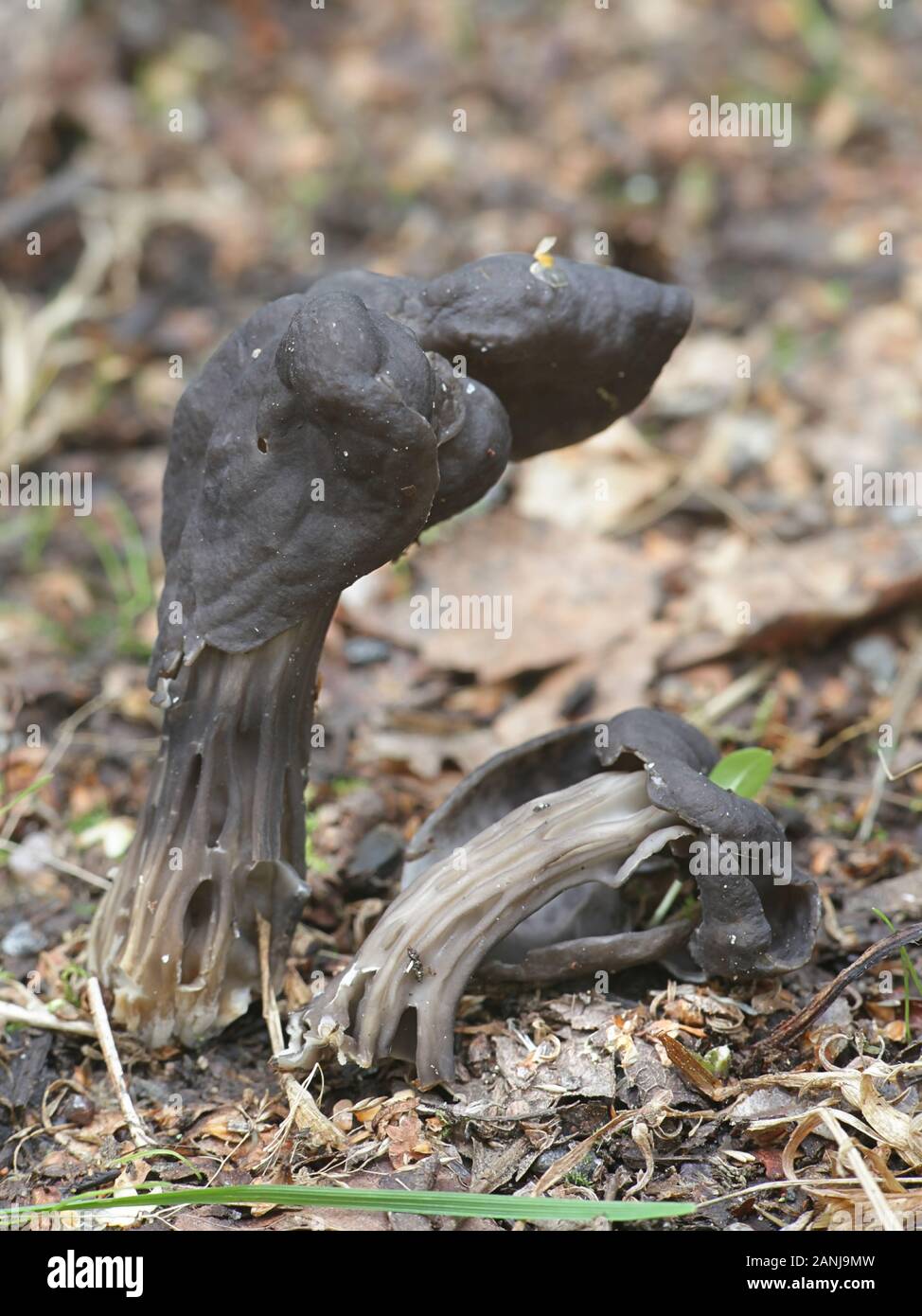 Helvella lacunosa, known as the slate grey saddle or fluted black elfin saddle, mushroom from Finland Stock Photo
