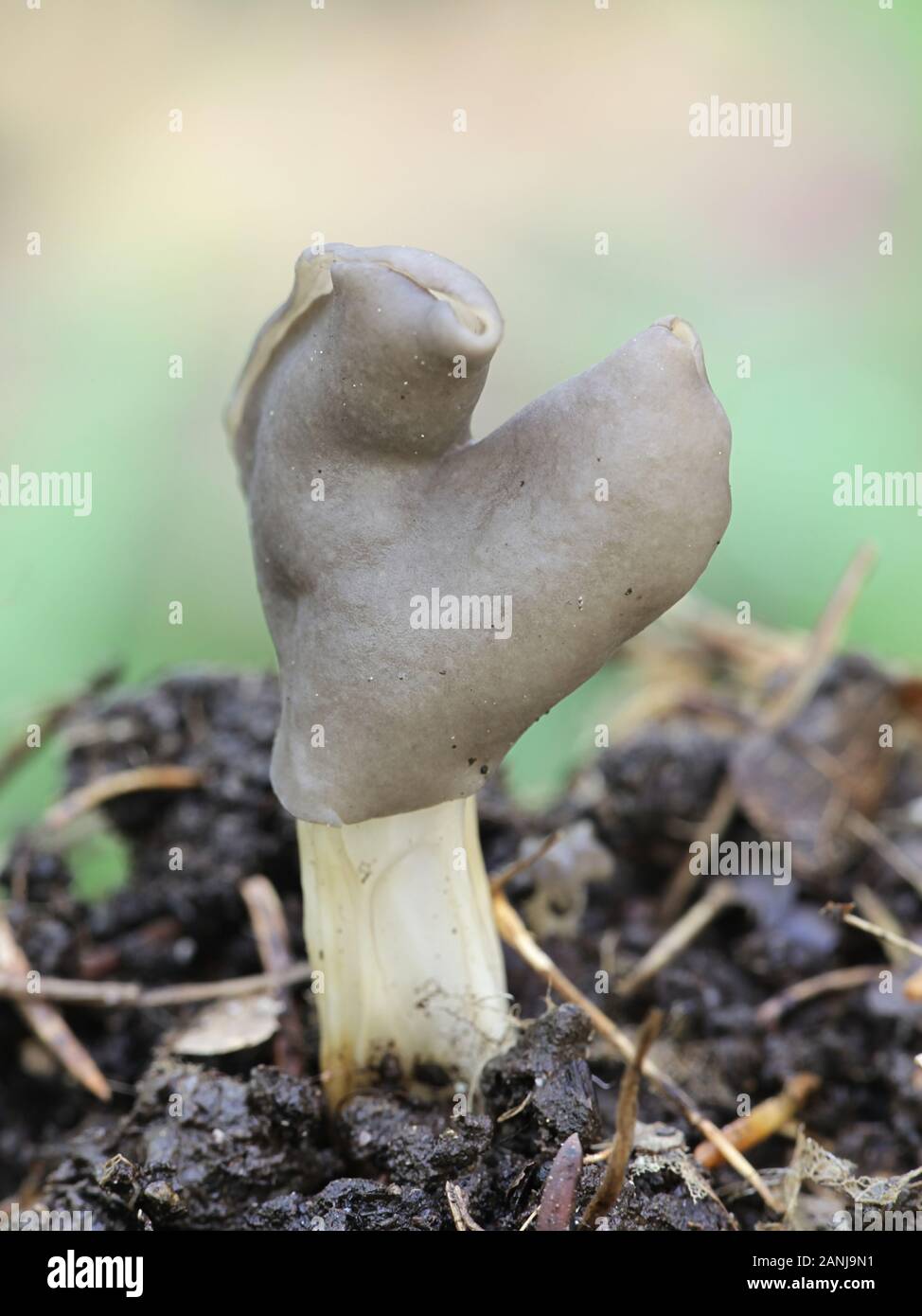 Helvella lacunosa, known as the slate grey saddle or fluted black elfin saddle, wild mushrooms from Finland Stock Photo