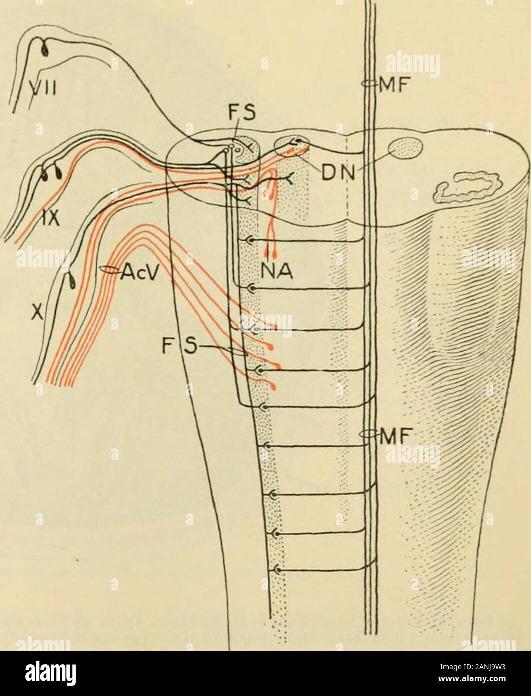 Human anatomy, including structure and development and practical considerations . the correspondingnucleus of the trigeminus. Thespinal nucleus is closely associatedwith a conspicuous longitudinaltract of caudally directed fibres,the fasciculus solitarius(tractus solitarius), so called on account of the apparent isolation of the bundle whenviewed in transverse sections (Fig. 927). That such, however, is not the case isevident when the fact is recalled that the fibres which turn downward to form the tractare accompanied by the spinal nucleus of reception, around whose cells they end. Thefascicu Stock Photo