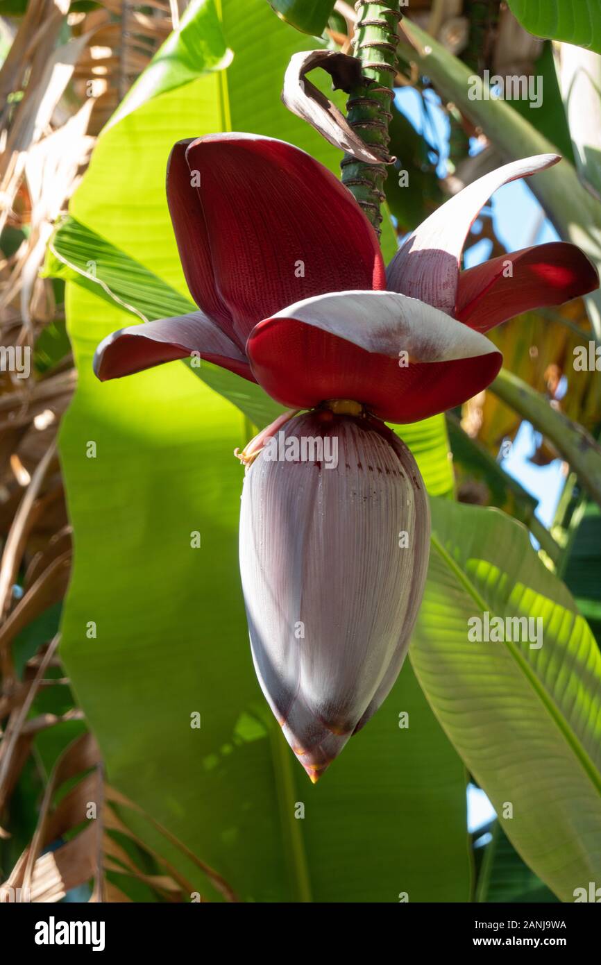 Banana tree flower hires stock photography and images Alamy