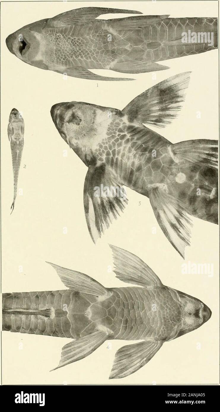 The freshwater fishes of British Guiana, including a study of the ecological grouping of species and the relation of the fauna of the plateau to that of the lowlands . 1. LoricariichthysmicrodonEigenmann. (Type.) 90mm. No. 1507. 2. Loricariichllu/sf/n.sfw.s Eigenmann.(Type, i 131mm. No. 1504. 3. Loricariichthys brunneus(Hancock). 110mm. Xo. 1499. 4. Loricariichthys•platywrus (Mulleb and Tro.schel). 142 mm. No. 1510. 5. Loricariichthys stewarti Eigenmann. (Type.)81mm. No. 1508. (i. Harttia platystoma (Gunther). 160 mm. No. 1511. Memoirs Carnegie Museum, Vol. V. Plate XXXI.. 1. Harttiaplaty stom Stock Photo