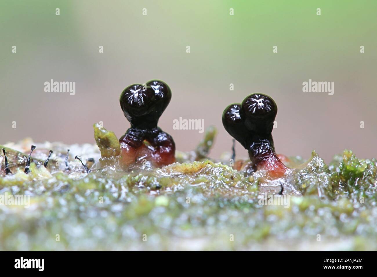 Trichia botrytis, a slime mold of the family Trichiaceae, specimen from Finland Stock Photo
