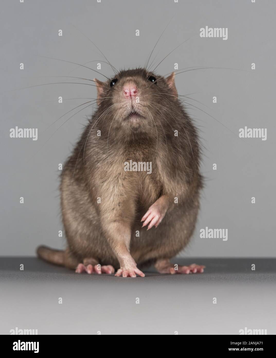 Pet rat, UK. Stock Photo