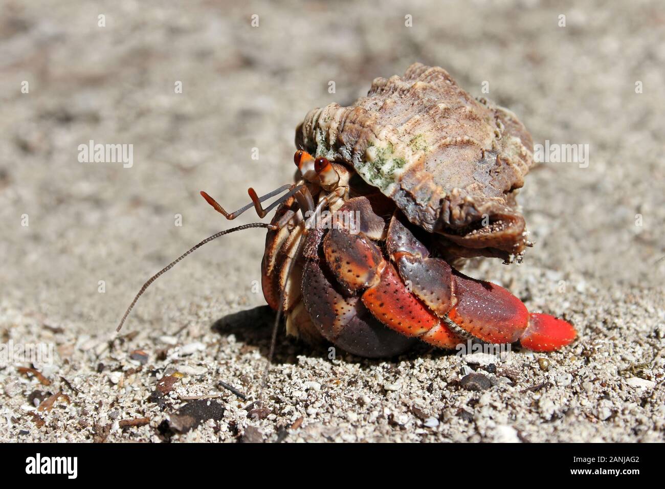 Caribbean Hermit Crab Coenobita clypeatus Stock Photo