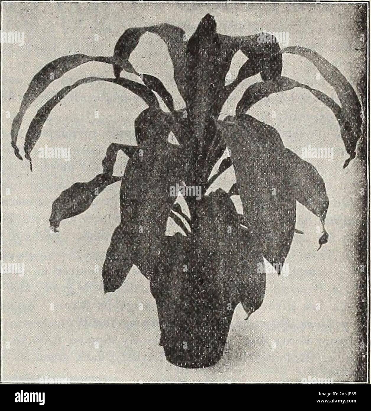 Dreer's 72nd annual edition garden book : 1910 . exposure to the sun,and its long, narrow, graceful foliage contrasts beautifully withother plants. 25 cts., 50 cts, and $1,00 each.Knerlcii. Dark glossy green leaves; makes a bold specimen, and is a good house plant, $1,00 to $2.00 each.Lord Wolseley. Long, narrow, recurving foliage, which colors to a very bright rosy crimson. 50 cts. each.LIndeni. A beautiful variegated form of Fragrnns, withbroad green foliage and golden-yellow stripes on the edges.50 cts. to $1.00 each.Massangeana. Another form of Fragrans, with the varie-gation through the c Stock Photo