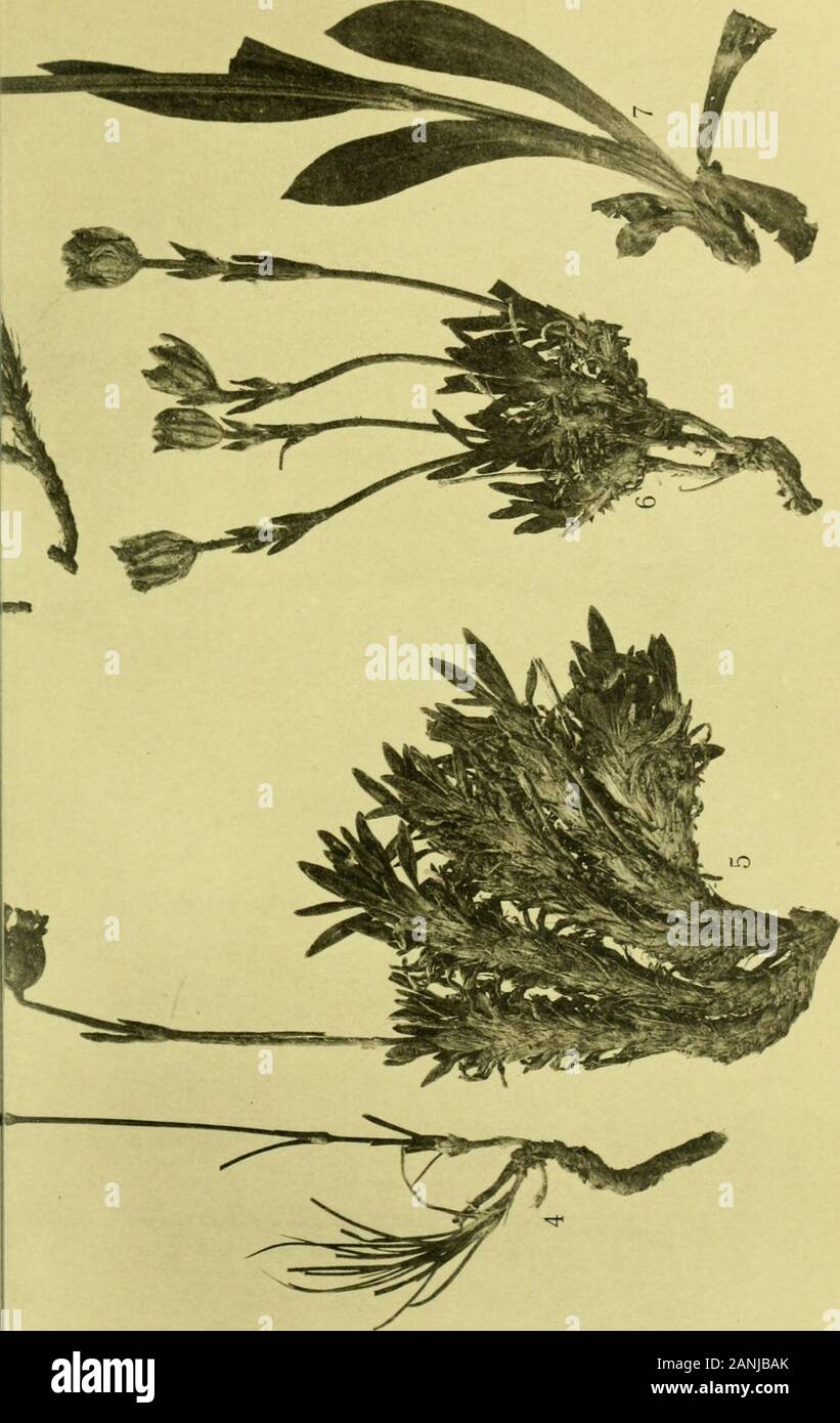 Arkiv för botanik . 1. Hierochloé pusilla hack. 2-3. Melandrium dcnsifolium du.s. 4. Melandrium] Taf. 1.. Foto. o. Ijustr. J. Cederquist, Sthlin. olium DU.s. 5-6. Mclandrium alpcstre dus. 7. Melandrium Koslowskii dus. ARKIV FÖR BOTANIK. Bd. 7. N:r 2. Stock Photo