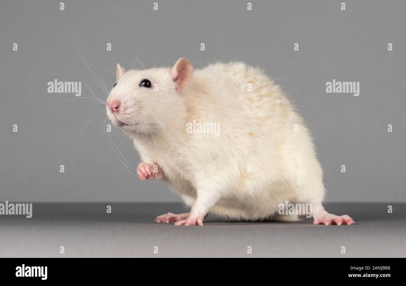 Fancy rat (pet rat), UK. Stock Photo