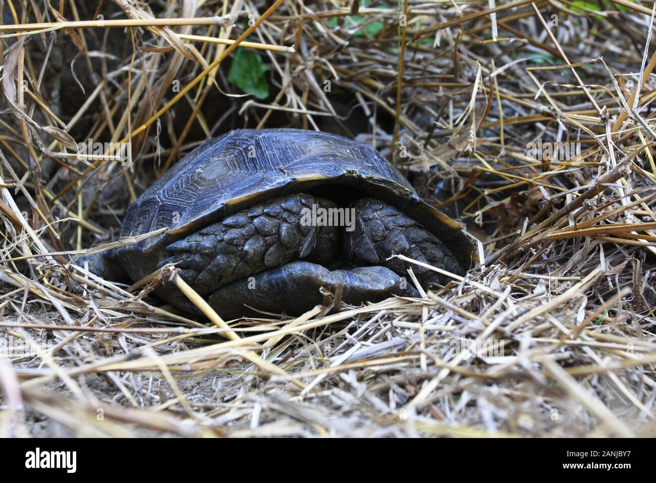 The Asian forest tortoise (Manouria emys), also known as the Asian ...