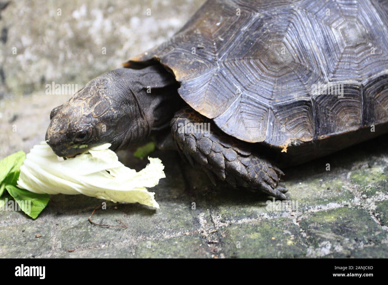 The Asian forest tortoise (Manouria emys), also known as the Asian brown tortoise Stock Photo