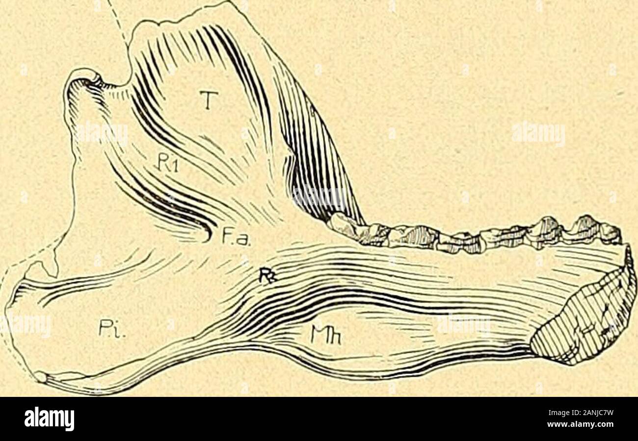 Die Säugetiere des schweizerischen Eocaens : critischer Catalog der Materialien . Alveolarrand und nimmt einenstark gebogenen Verlauf. Wie bei Mixtotherium und Hyrax umschliesst er miteiner vom Zahnreihenende ausgehenden Linea obliqua eine ansehnliche Grube. Der Processus coronoides ist an seinem Ursprung sagittal sehr gedehntund erhebt sich, etwas schmäler werdend und nach hinten biegend, hoch über diesehr eingeschränkte Incisur. Der Gelenkkopf hat eine quer- f -,v gedehnte Gestalt, überragt die Incisurnur unbedeutend und springt nach in-nen beträchtlich mehr vor als nachaussen; hinter ihm fä Stock Photo