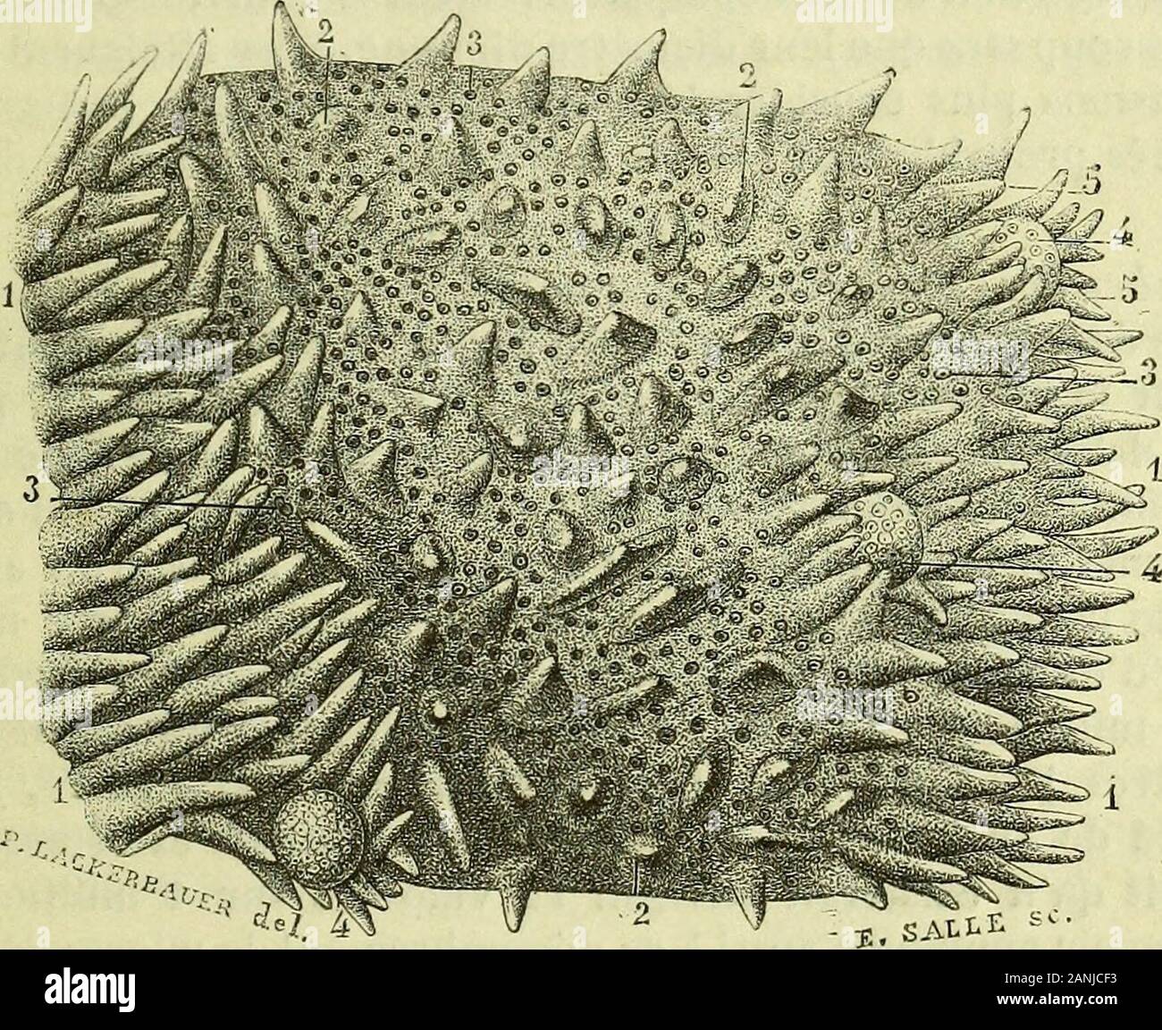 siege homologué