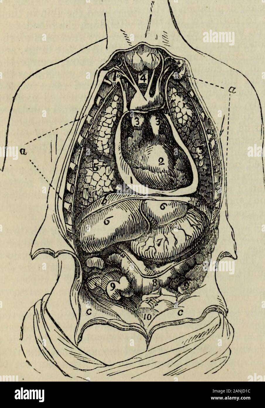 Practical hydropathy, including plans of baths and remarks on diet, clothing and habits of life.. . act, and death ensues. Such is the case indeath by hanging, and drowning, and all similar means by which the function ofrespiration and decarbonization is interrupted. If the proper exeretion of bile by the liver be stopped, it soon accumulatesin the blood, and its deadly properties are experienced in the extreme depressionof nervous power. If the usual excretion be not soon re-established, insensi-bility and death will supervene. I have next to apprise you, that if the excretion of urea by the Stock Photo